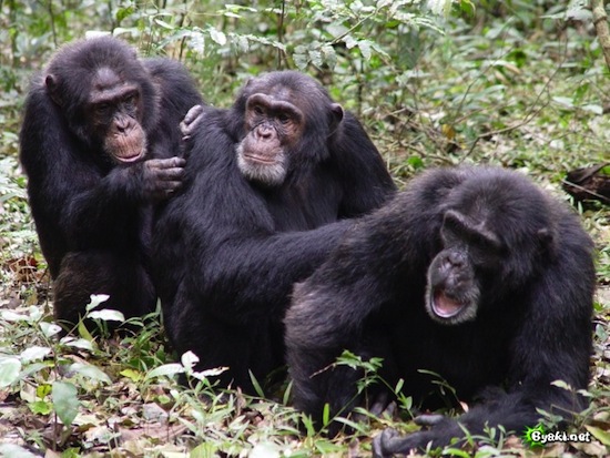 Хоча шимпанзе і є нашими найближчими родичами, вони все ж були невідомі в більшості країн світу, до тих пір, поки Чарльз Дарвін не писав про них в 1859 році, і вони стали популярні
