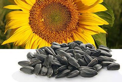 - Всього 100 грамів насіння соняшнику в день задовольняють потребу організму у вітамінах груп В, В1, В2, фолієвої і лінолевої кислоти, що зміцнюють артерії, - говорить к