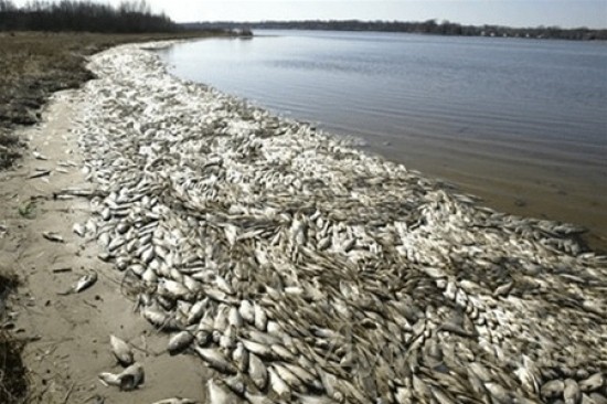 Як повідомляє Головне управління МНС в Одеській області, в лимані виявлено не тільки велика кількість мертвої, але і багато живої риби з ознаками удушення