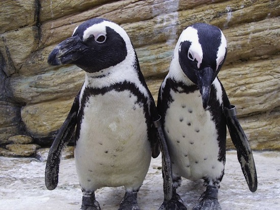 Двох африканських пінгвінів привезли на ПМЖ в зоопарк Торонто