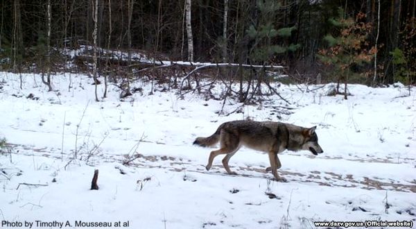 У той же час численні випадки появи вовків фіксують фотопастки, які спільно встановлюють і обслуговують вчені і працівники зони відчуження