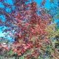 Дитячі малюнки «Осінні барви»   Варто пора золотої осені