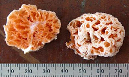 Згідно з висновком американських фахівців, названі на честь Губки Боба гриби за своїм зовнішнім виглядом дійсно нагадують губку оранжевого кольору