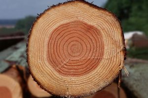 Теплопровідність деревини при різній вологості і щільності   У таблиці наведені значення теплопровідності будь-якого типу деревини незалежно від породи дерева в залежності від щільності при різної об'ємної вологості
